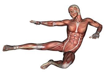 Image showing Male Anatomy Figure