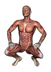 Image showing Male Anatomy Figure