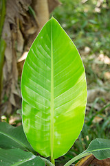Image showing Young banana leave