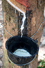 Image showing Milk of rubber tree into a wooden bowl