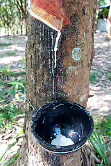 Image showing Latex flows from para rubber tree