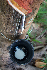 Image showing Latex flows from para rubber tree