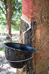 Image showing Milk of rubber tree into a wooden bowl