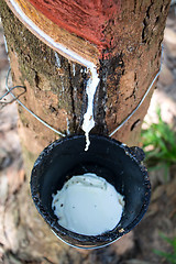 Image showing Milk of rubber tree into a wooden bowl