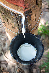 Image showing Milk of rubber tree into a wooden bowl