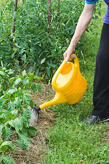 Image showing Watering