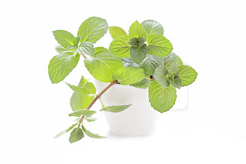 Image showing mint tea