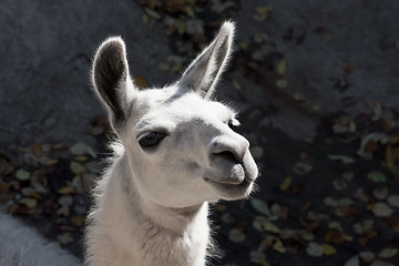 Image showing Llama