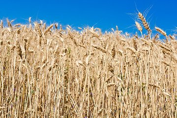 Image showing Wheat field