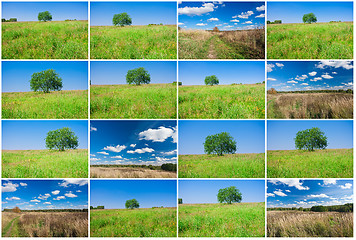 Image showing Tree and field