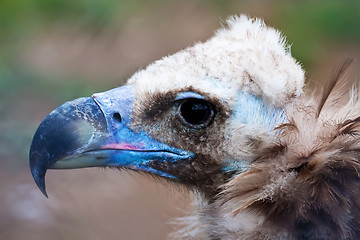 Image showing Cinereous Vulture