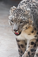 Image showing Snow Leopard