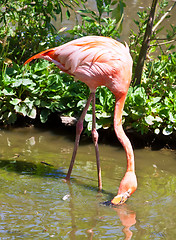 Image showing Flamingo