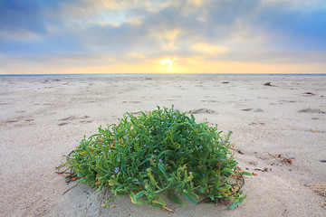 Image showing Sunrise at the Beach