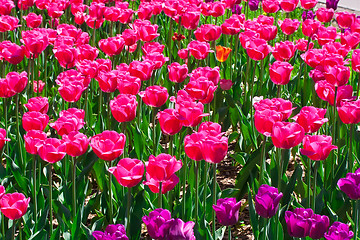 Image showing Tulip flowers