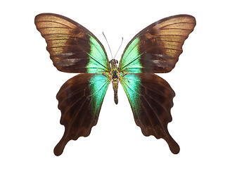 Image showing Butterfly Papilio Peranthus