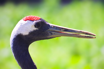 Image showing Red-crowned Crane