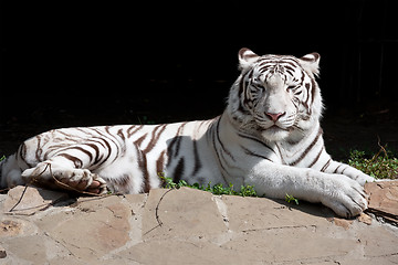 Image showing White Tiger