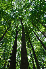 Image showing Green forest