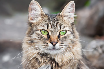 Image showing Cat