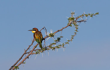 Image showing European bee-eaters (Merops Apiaster)