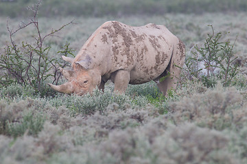 Image showing Black (hooked-lipped) rhinoceros (Diceros bicornis)