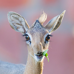 Image showing Kirk Dik-dik (Madoqua kirkii)