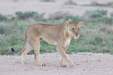 Image showing Lioness walking on the plains of Etosha