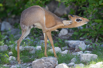 Image showing Kirk Dik-dik (Madoqua kirkii)