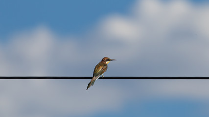 Image showing European bee-eaters (Merops Apiaster)