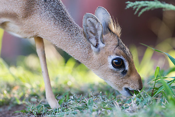 Image showing Kirk Dik-dik (Madoqua kirkii)