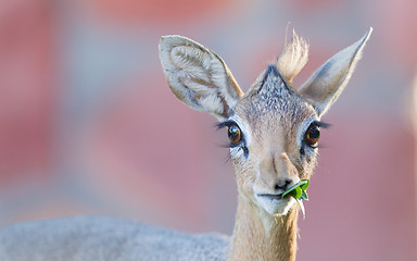 Image showing Kirk Dik-dik (Madoqua kirkii)