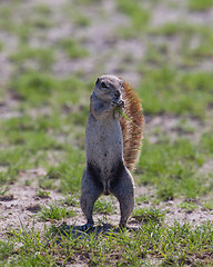 Image showing Ground squirrel