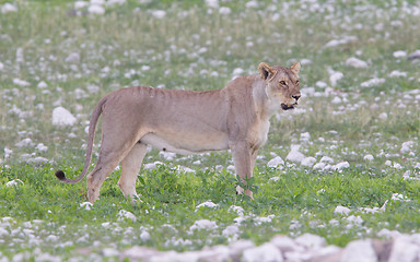 Image showing Lioness walking on the plains of Etosha