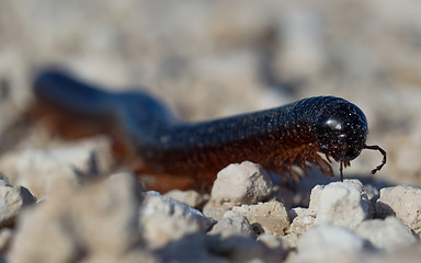 Image showing Large millipede, Africa