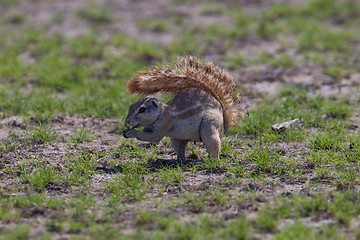 Image showing Ground squirrel