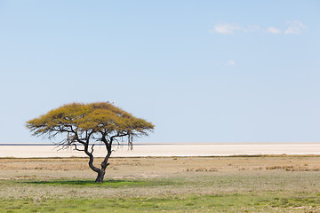 Image showing Tree in open field, Namibia