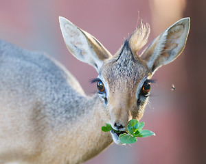 Image showing Kirk Dik-dik (Madoqua kirkii)