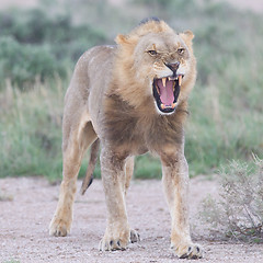 Image showing Lion walking on the rainy plains of Etosha