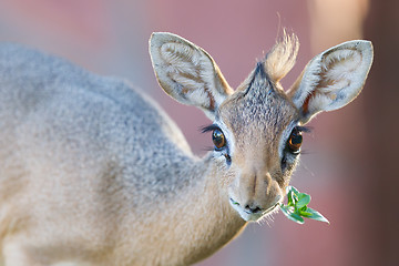 Image showing Kirk Dik-dik (Madoqua kirkii)