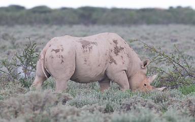 Image showing Black (hooked-lipped) rhinoceros (Diceros bicornis)