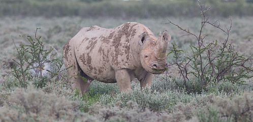 Image showing Black (hooked-lipped) rhinoceros (Diceros bicornis)