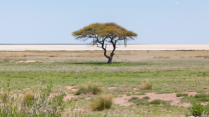 Image showing Tree in open field, Namibia