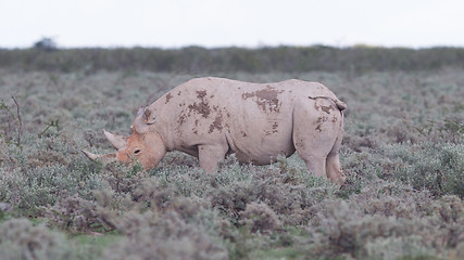 Image showing Black (hooked-lipped) rhinoceros (Diceros bicornis)