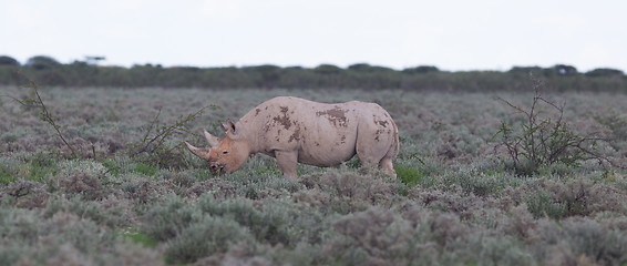 Image showing Black (hooked-lipped) rhinoceros (Diceros bicornis)