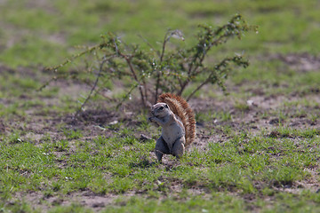 Image showing Ground squirrel