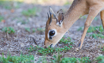 Image showing Kirk Dik-dik (Madoqua kirkii)