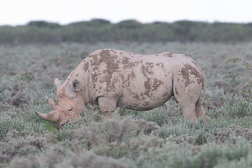 Image showing Black (hooked-lipped) rhinoceros (Diceros bicornis)