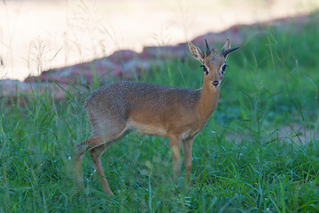 Image showing Kirk Dik-dik (Madoqua kirkii)