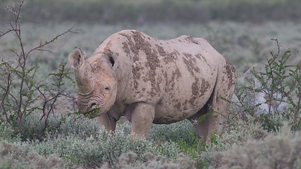 Image showing Black (hooked-lipped) rhinoceros (Diceros bicornis)